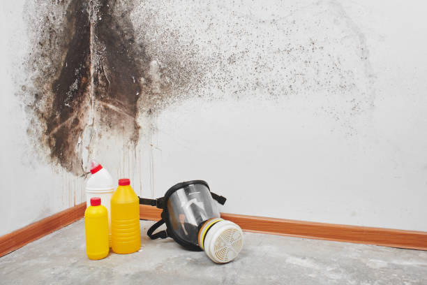 Best Fast Mold Removal  in Antelope, CA