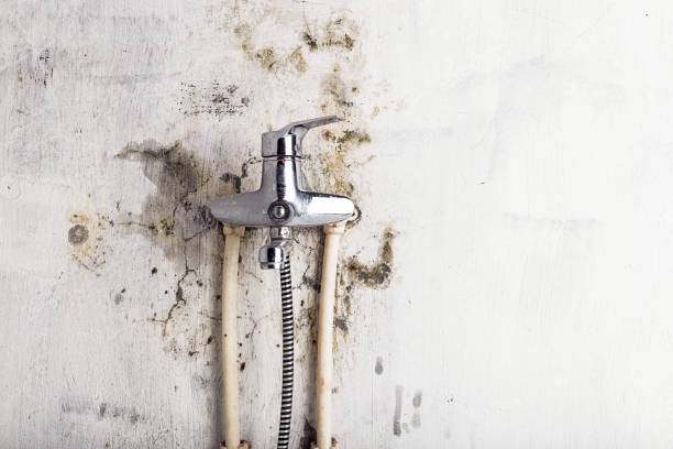 Best Best Mold Removal Companies  in Antelope, CA