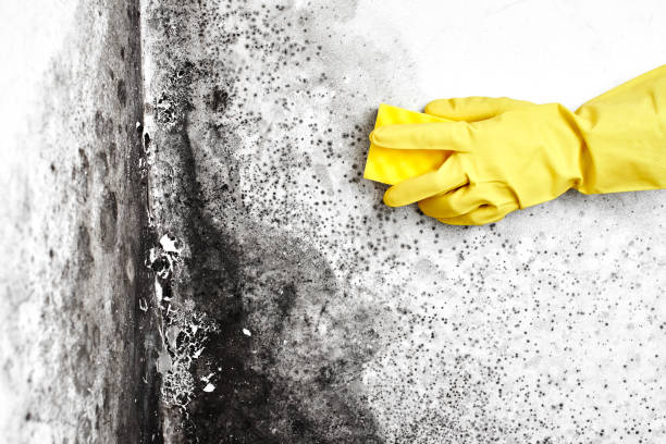 Certified Mold Removal in Antelope, CA