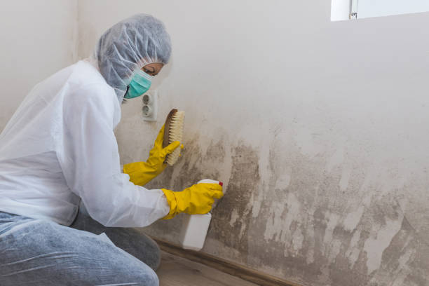 Best Commercial Mold Removal  in Antelope, CA