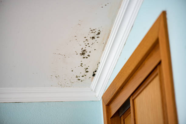 Best Mold Testing  in Antelope, CA
