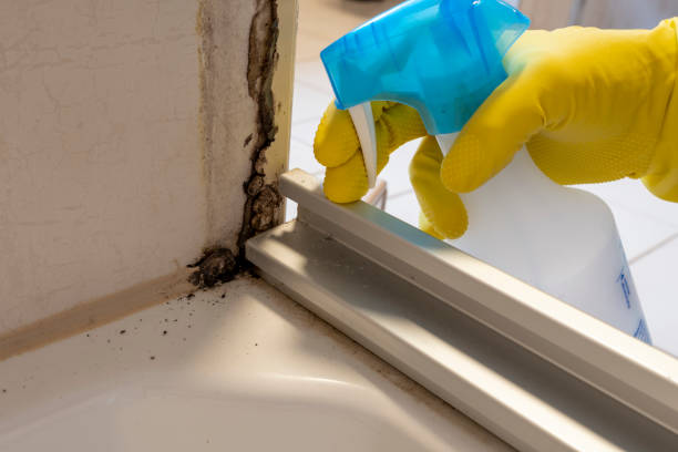 Best Local Mold Removal Service  in Antelope, CA