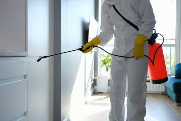 Best Attic Mold Removal  in Antelope, CA