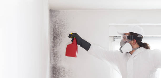 Best Same-Day Mold Removal  in Antelope, CA