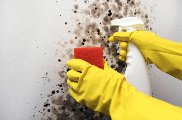 Best Certified Mold Removal  in Antelope, CA