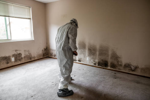 Best Attic Mold Removal  in Antelope, CA