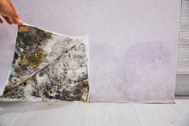 Best Office Mold Removal Services  in Antelope, CA